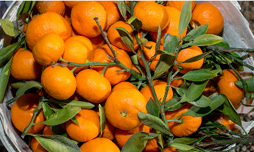 Phân Bón Sinh Học – Giải Pháp Canh Tác Bền Vững