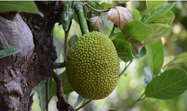 Cách Chọn Phân Bón Phù Hợp Cho Từng Loại Cây Trồng