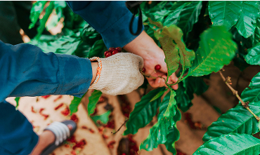 Phân Bón Sinh Học – Giải Pháp Canh Tác Bền Vững