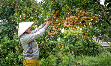 Cách Chọn Phân Bón Phù Hợp Cho Từng Loại Cây Trồng